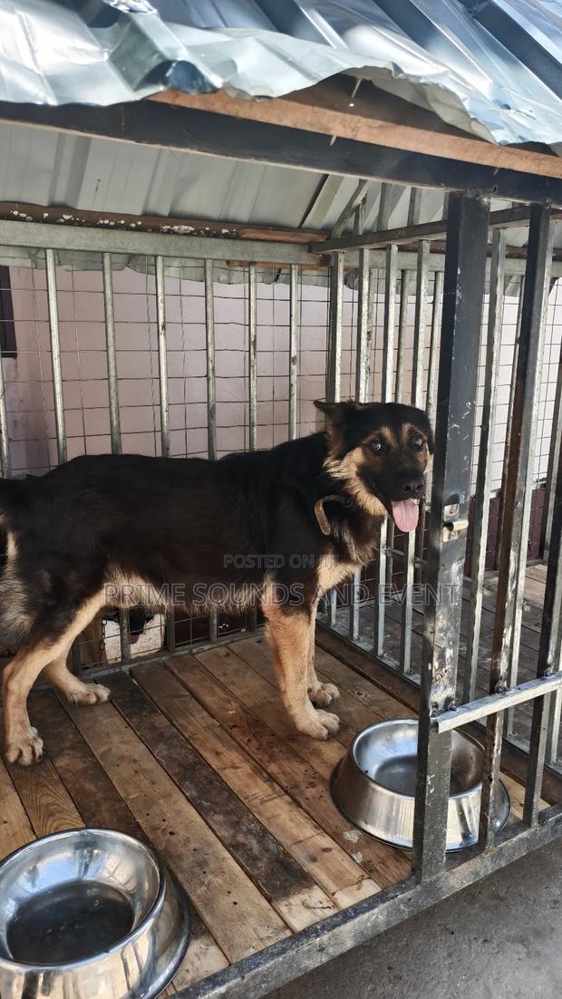 German Shepherd Available for Crossing · Photo 1