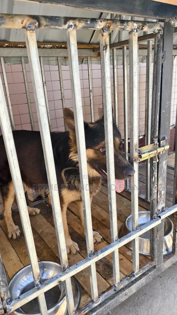 German Shepherd Available for Crossing · Photo 2
