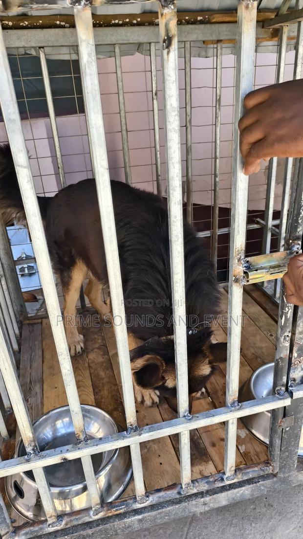 German Shepherd Available for Crossing · Photo 3