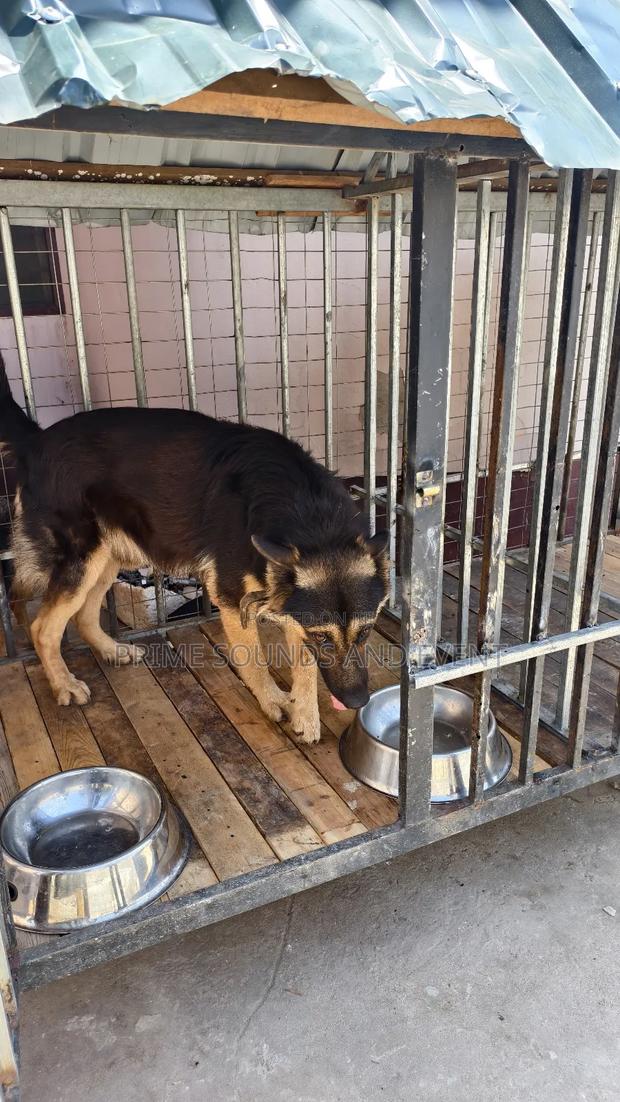 German Shepherd Available for Crossing · Photo 4