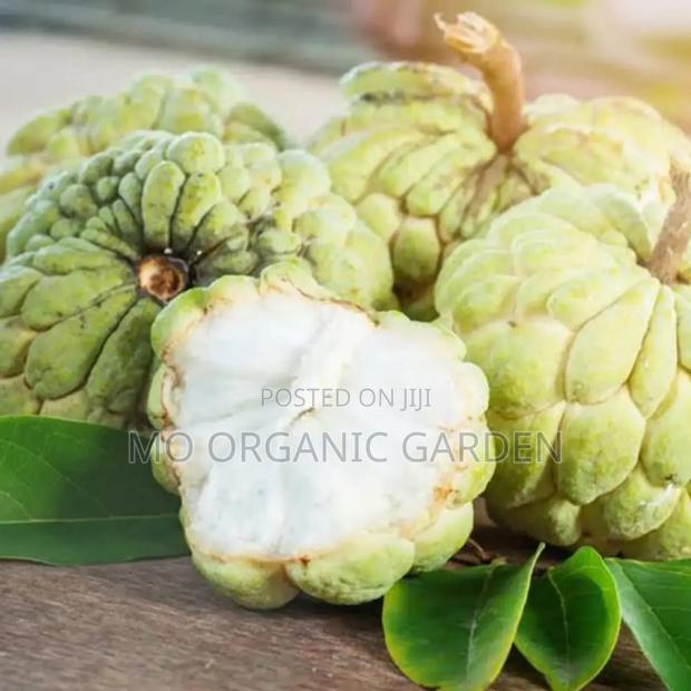 Exotic Sugar Apple Plant Seedling · Photo 1