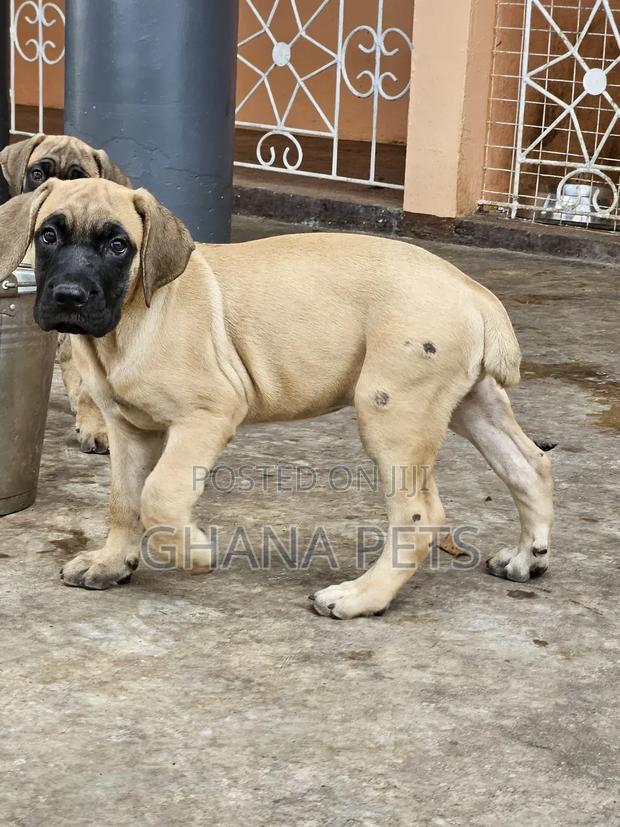 1-3 months Female Purebred Boerboel · Photo 2