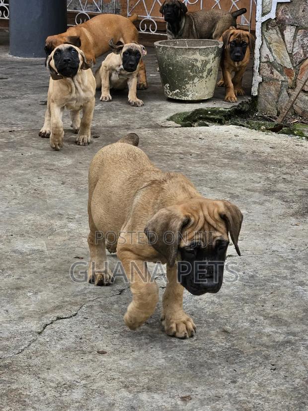 1-3 months Female Purebred Boerboel · Photo 3