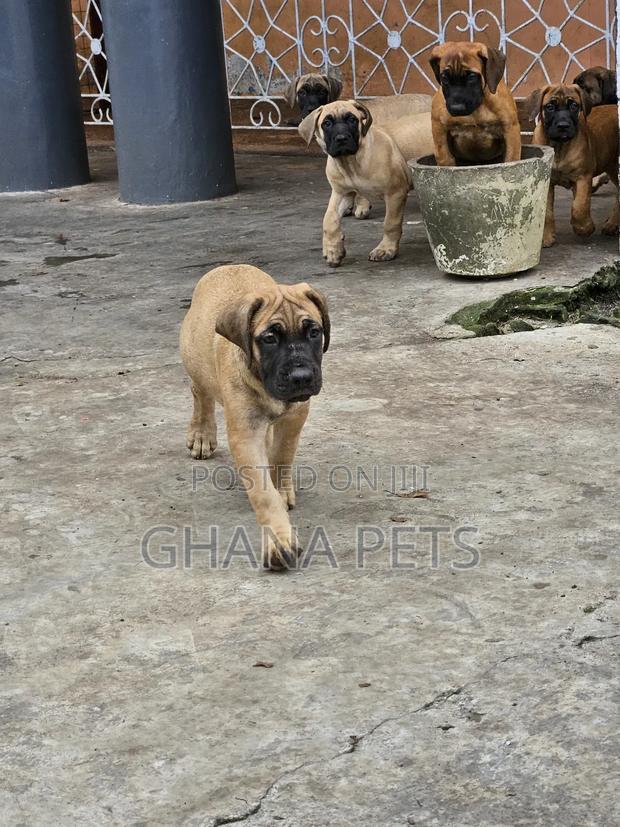 1-3 months Female Purebred Boerboel · Photo 4