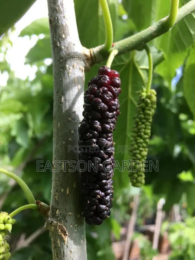 Hybrid Mulberry Seedlings · Photo 2