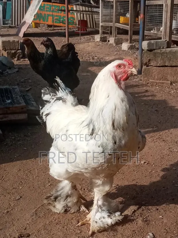 4 Weeks Brahma · Photo 1