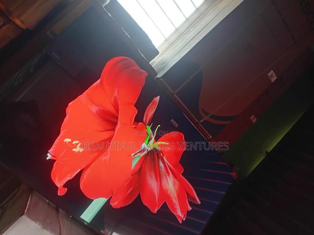 Entertaining Life Movies With TCL 55inches Smart Tv Compelling TCL · Photo 2
