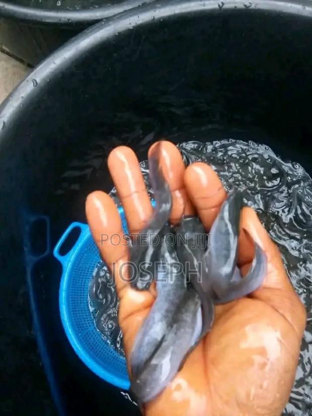 Catfish Juveniles · Photo 1