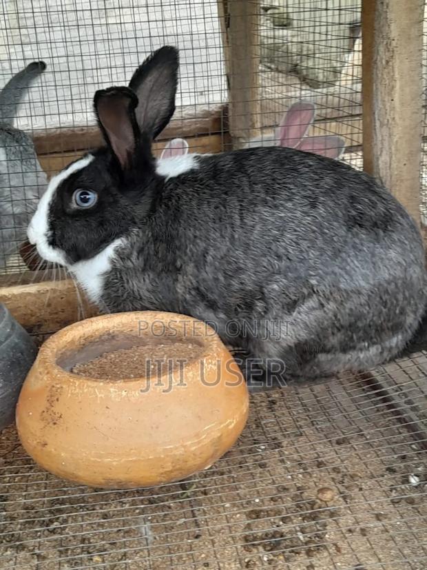 Best Rabbits · Photo 2