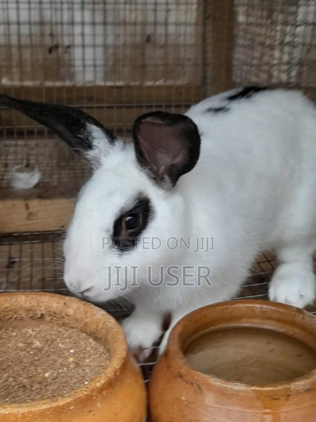 Best Rabbits · Photo 3