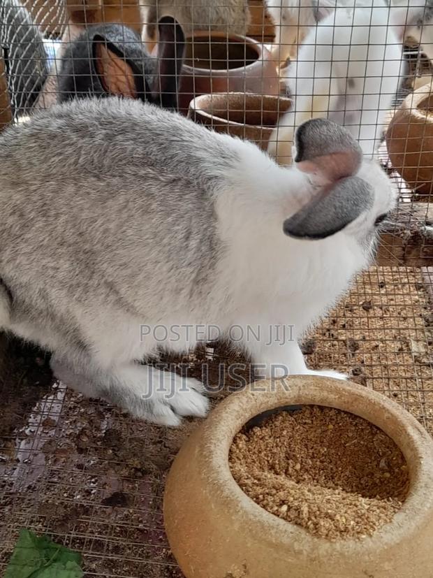 Best Rabbits · Photo 4