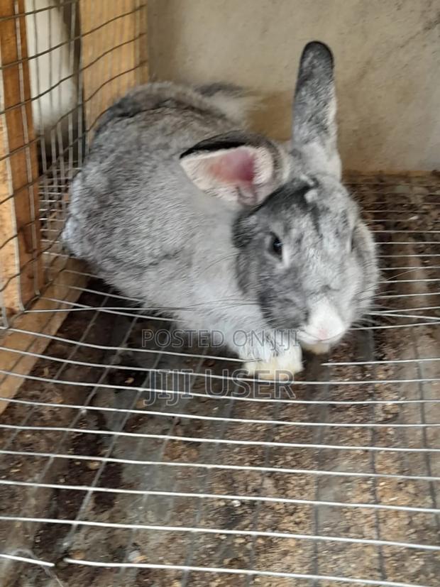 Best Rabbits · Photo 5