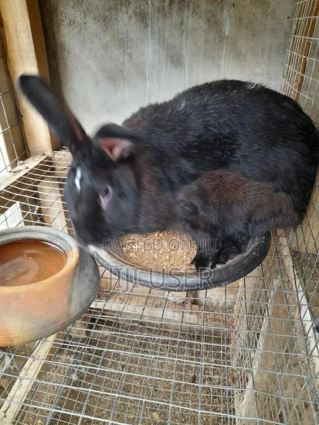 Best Rabbits · Photo 6