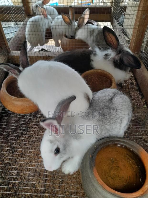 Best Rabbits · Photo 7