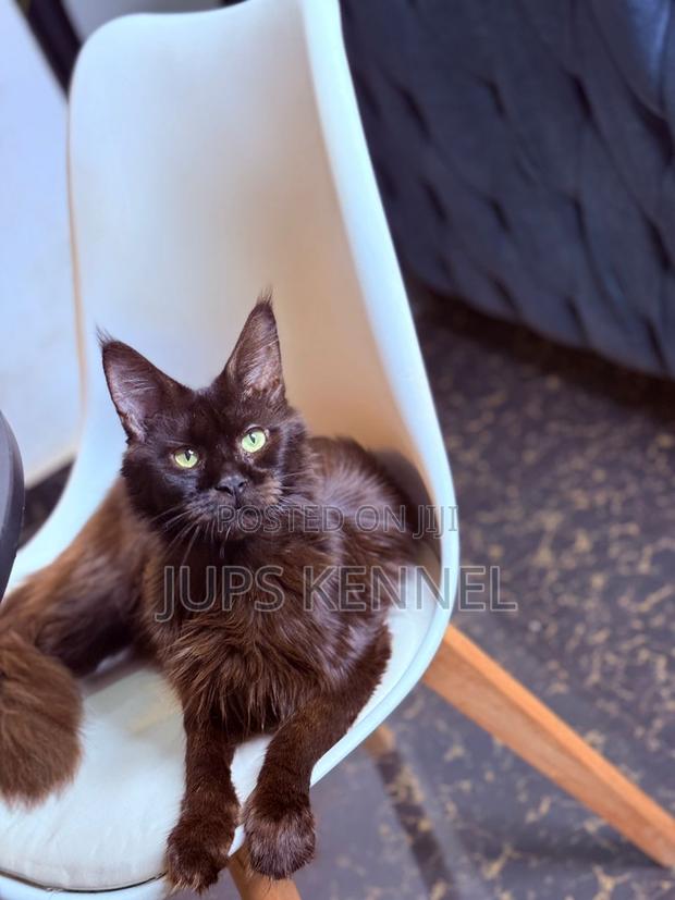 6-12 months Female Purebred Maine Coon · Photo 1