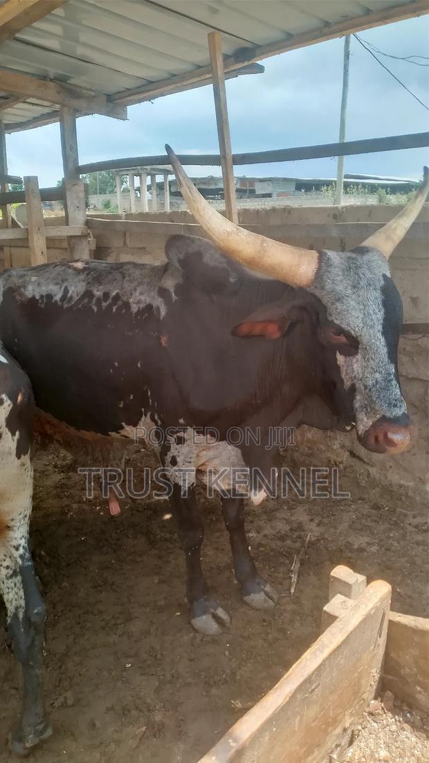 Healthy Cows · Photo 1