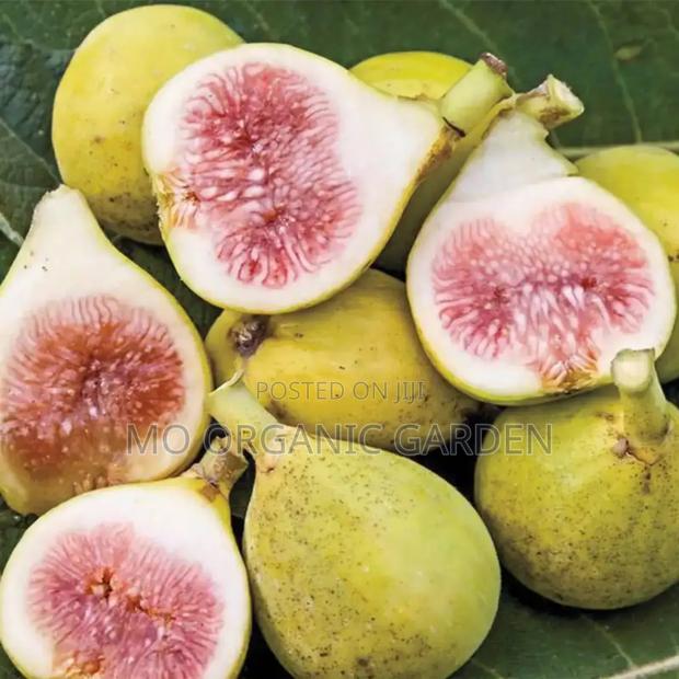 Italian Honey Fig Plant Seedling · Photo 1