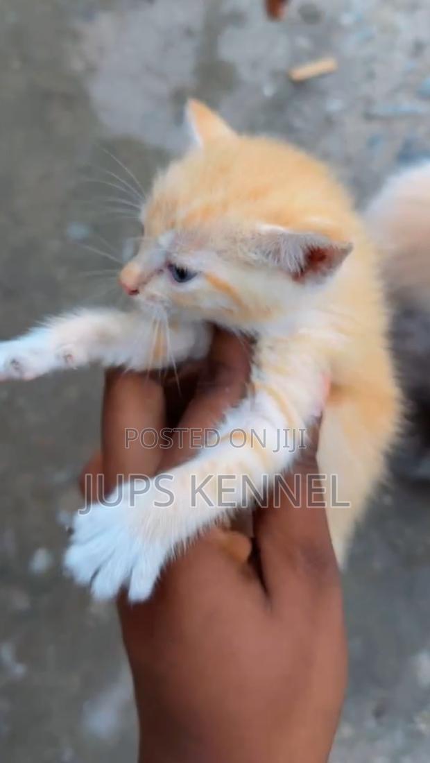 1-3 months Female Purebred Mongrel (No Breed) · Photo 2