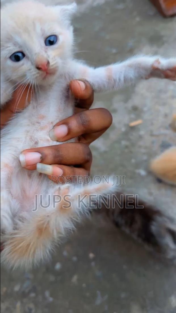 1-3 months Female Purebred Mongrel (No Breed) · Photo 3
