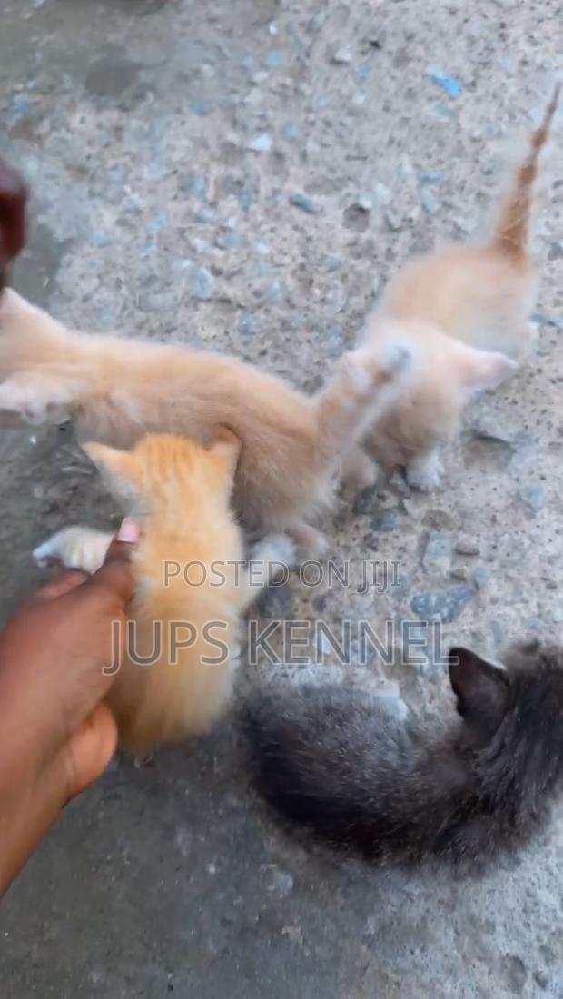 1-3 months Female Purebred Mongrel (No Breed) · Photo 4