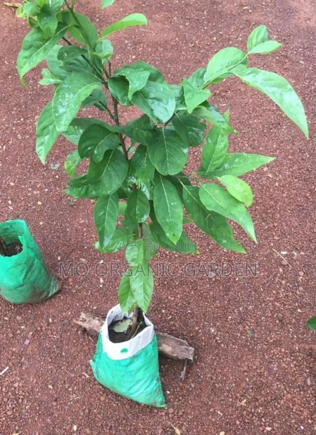 Exotic Sugar Apple Plant Seedling · Photo 2