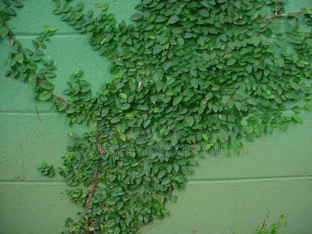 Wall Ficus for Sale · Photo 5