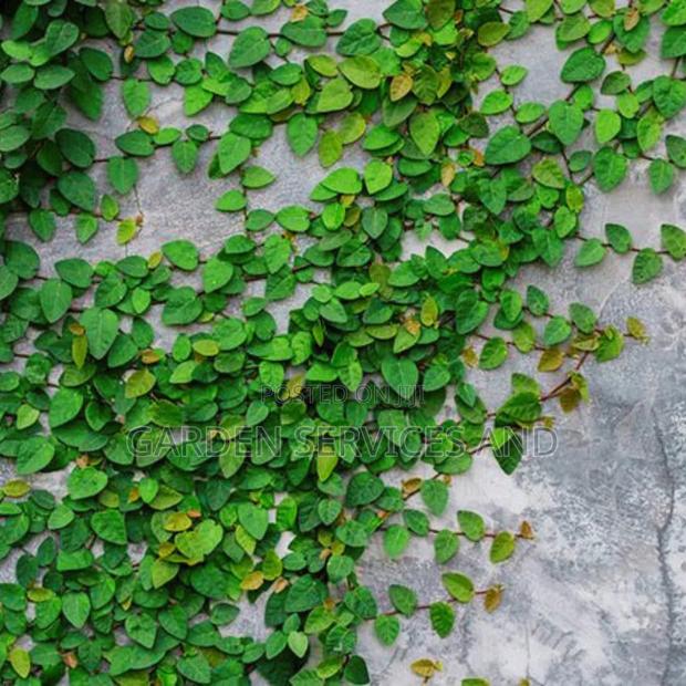 Wall Ficus for Sale · Photo 4