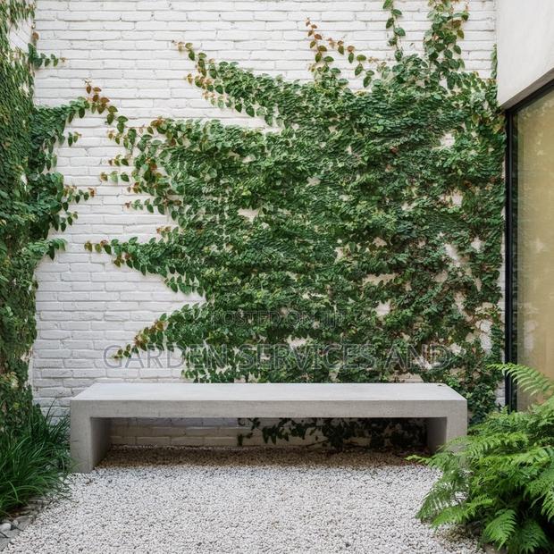 Wall Ficus for Sale · Photo 1