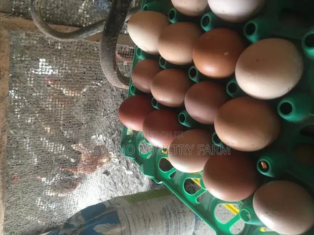 Fertile Eggs · Photo 1