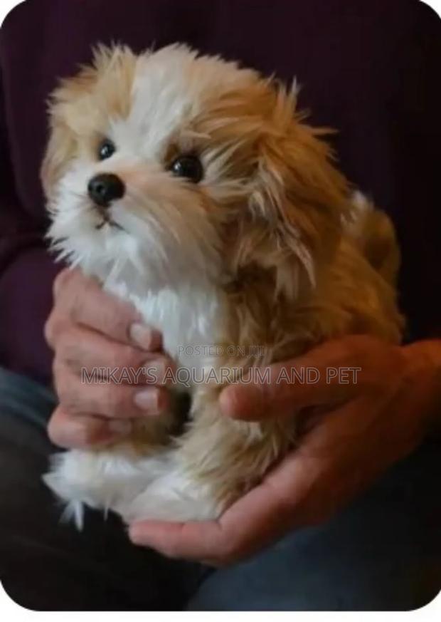 1-3 months Female Purebred Maltese · Photo 1