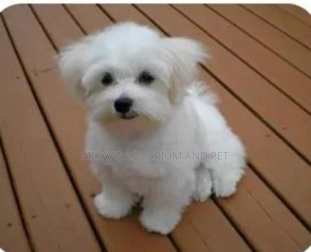 1-3 months Female Purebred Maltese · Photo 2