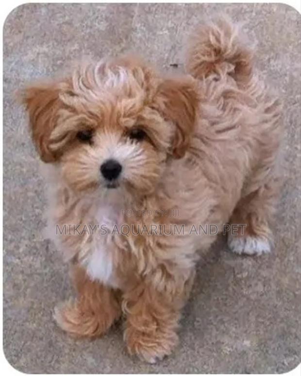3-6 months Female Purebred Maltese · Photo 1
