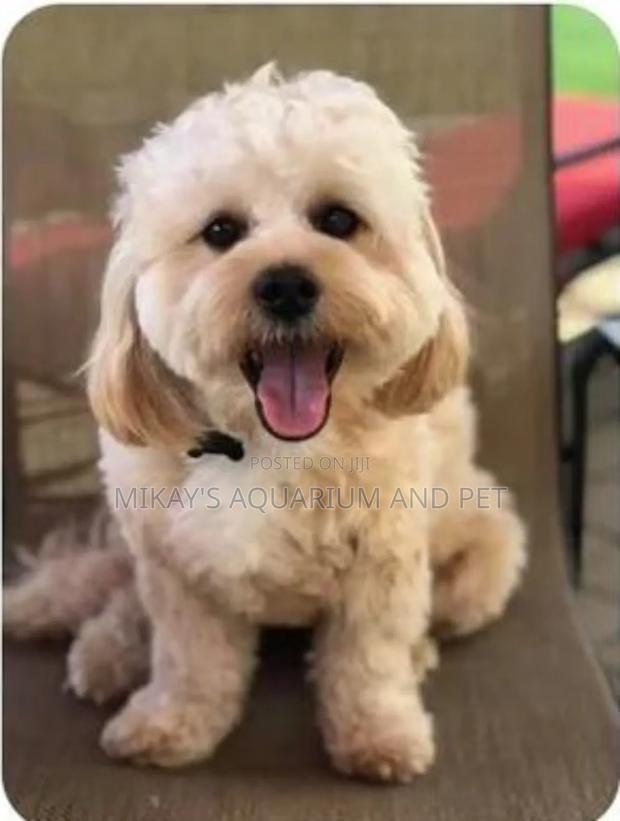 3-6 months Female Purebred Maltese · Photo 2