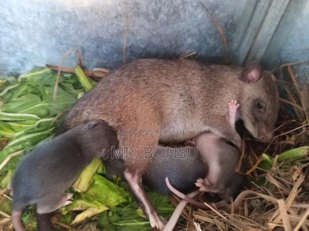 African Giant Pouched Rat (Kusie) Read Description · Photo 3