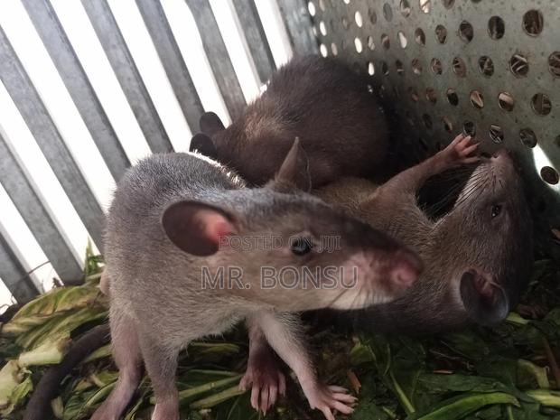 African Giant Pouched Rat (Kusie) for Breeding Read Description