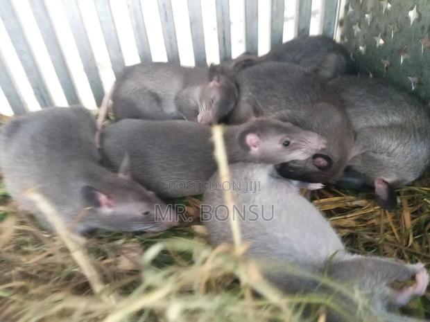 African Giant Pouched Rat (Kusie) for Breeding Read Description · Photo 2