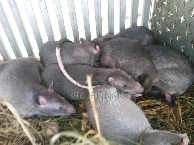 African Giant Pouched Rat (Kusie) for Breeding Read Description · Photo 3