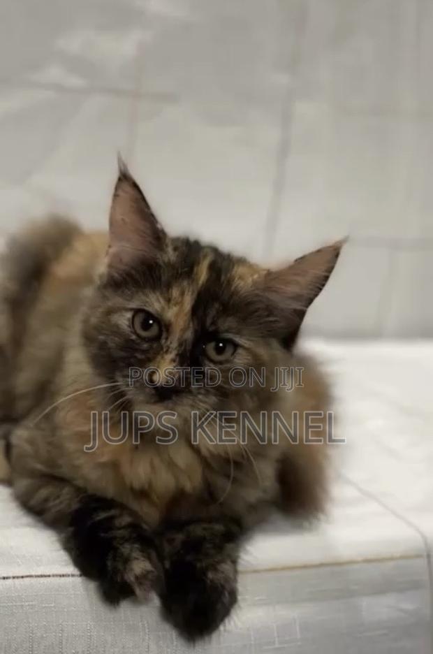 3-6 months Female Purebred Maine Coon · Photo 1