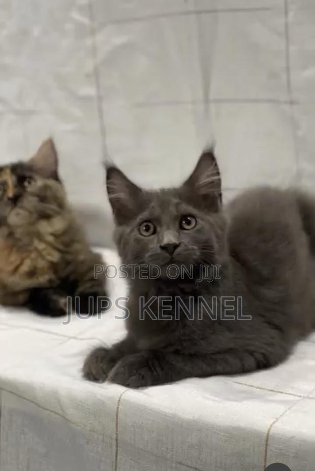 3-6 months Female Purebred Maine Coon · Photo 2
