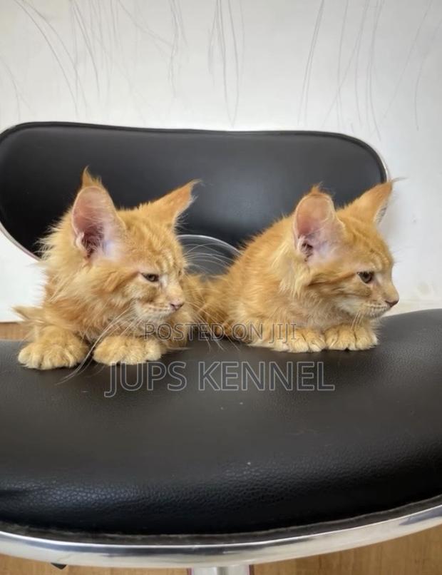 1-3 months Female Purebred Maine Coon · Photo 2