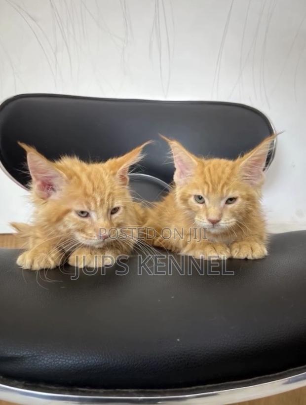 1-3 months Female Purebred Maine Coon · Photo 1