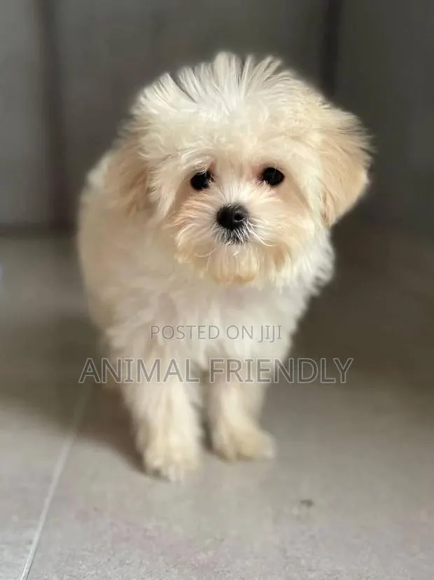 1-3 months Male Purebred Poodle · Photo 1