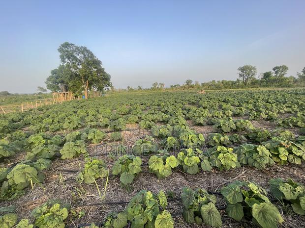 30 Acres Of Farmland For Sale · Photo 3