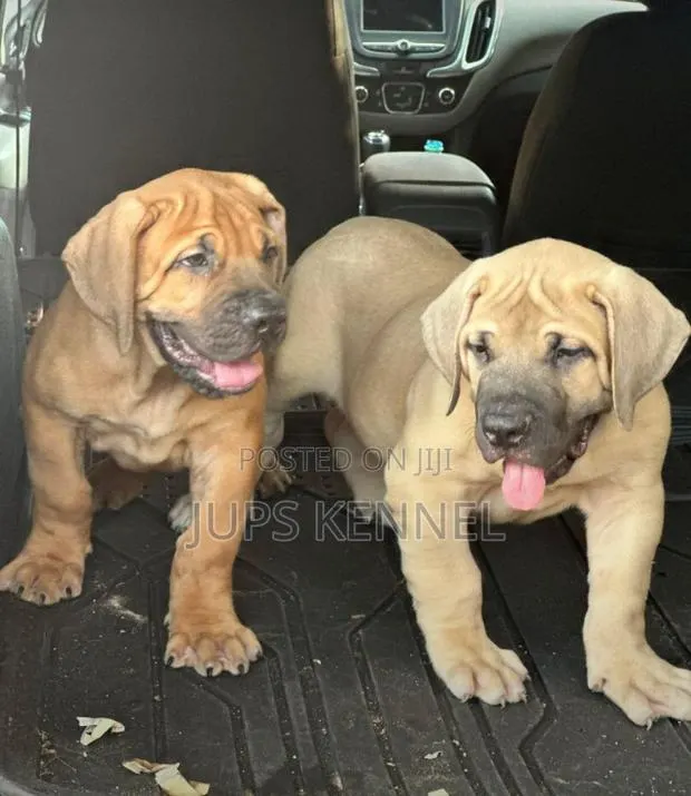 1-3 months Female Purebred Boerboel · Photo 1