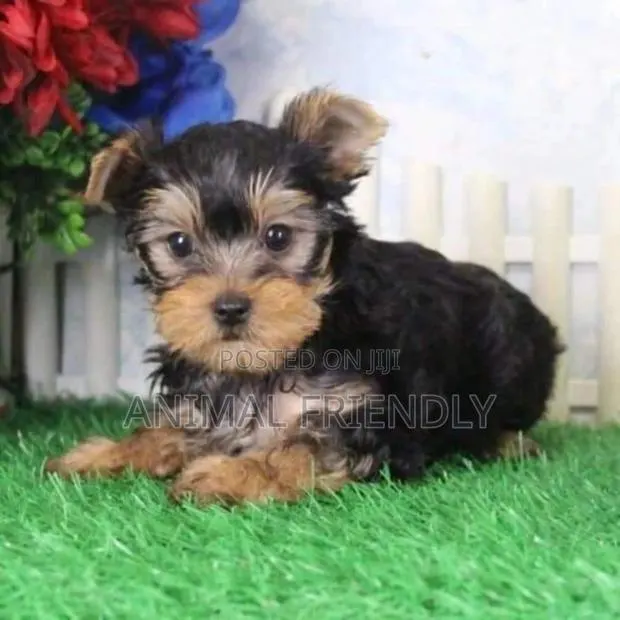 1-3 months Female Purebred Poodle · Photo 1
