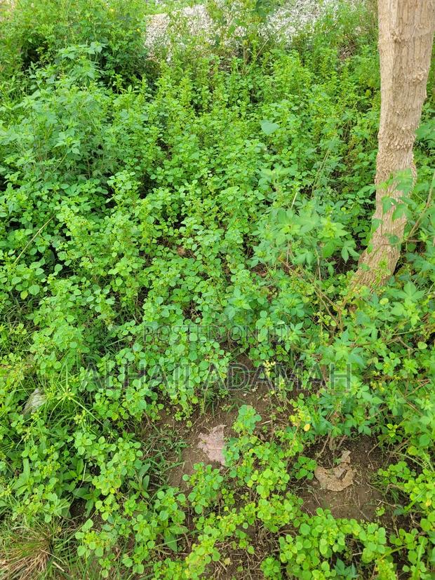 Two Plots of Land at Sorkoban Krofrom Adumasa · Photo 2