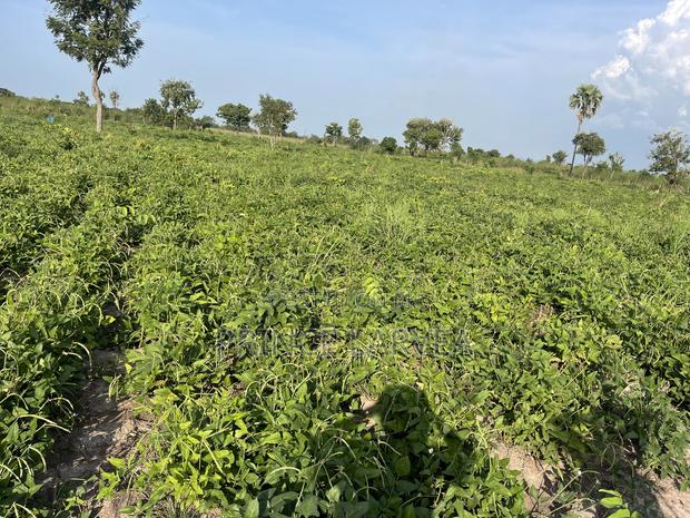 70 Acres of Farmland in Kintampo for Sale · Photo 2