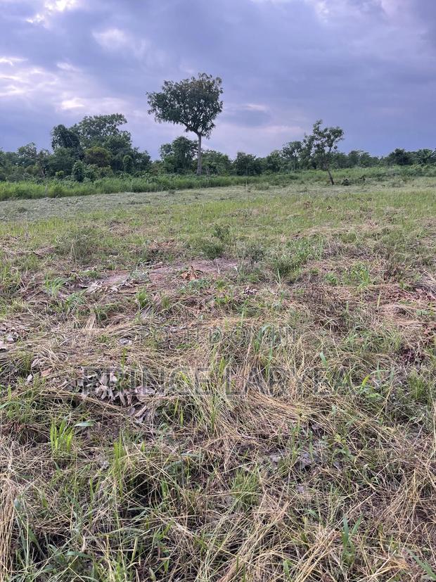 70 Acres of Farmland in Kintampo for Sale · Photo 4