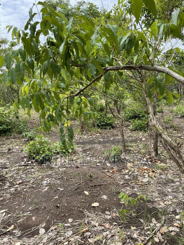 70 Acres of Farmland in Kintampo for Sale · Photo 5