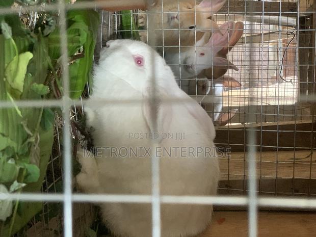 Meat Rabbits · Photo 4